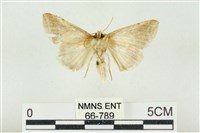 印華波紋蛾藏品圖，第2張