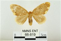 黑翅黃毒蛾藏品圖，第1張