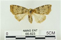 臺灣銀斑異波紋蛾藏品圖，第1張