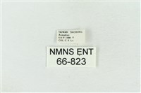 臺灣銀斑異波紋蛾藏品圖，第3張