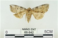 灰太波紋蛾藏品圖，第1張