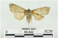 灰太波紋蛾藏品圖，第2張