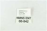 灰太波紋蛾藏品圖，第3張