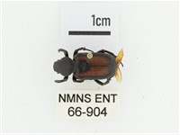 臺灣跗花金龜藏品圖，第1張