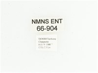 臺灣跗花金龜藏品圖，第2張