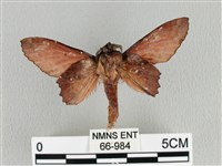 臺灣枯葉蛾藏品圖，第2張