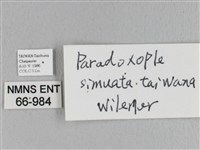 臺灣枯葉蛾藏品圖，第3張