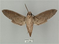 蝦殼天蛾藏品圖，第2張