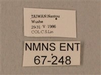 蝦殼天蛾藏品圖，第3張