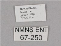 細斜紋霜天蛾藏品圖，第3張