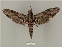 蝦殼天蛾藏品圖，第1張