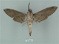 蝦殼天蛾藏品圖，第2張