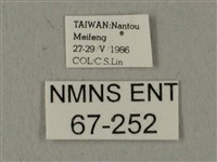 蝦殼天蛾藏品圖，第3張