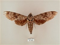 粗斜紋天蛾藏品圖，第1張