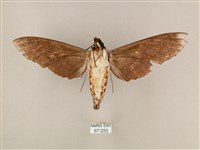 粗斜紋天蛾藏品圖，第2張