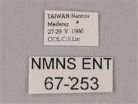 粗斜紋天蛾藏品圖，第3張