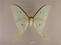 長尾水青蛾藏品圖，第1張