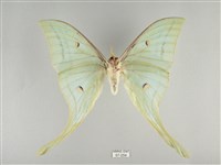 長尾水青蛾藏品圖，第2張