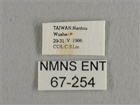 長尾水青蛾藏品圖，第3張