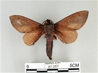 大褐斑枯葉蛾藏品圖，第2張