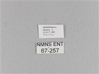 大褐斑枯葉蛾藏品圖，第3張