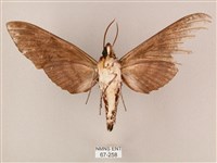 粗斜紋天蛾藏品圖，第2張