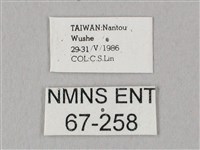 粗斜紋天蛾藏品圖，第3張