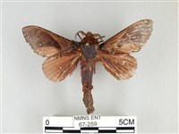 大褐斑枯葉蛾藏品圖，第1張