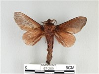 大褐斑枯葉蛾藏品圖，第2張