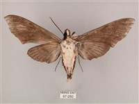 粗斜紋天蛾藏品圖，第2張