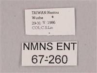 粗斜紋天蛾藏品圖，第3張