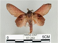 臺灣枯葉蛾藏品圖，第2張