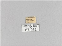 臺灣枯葉蛾藏品圖，第3張