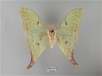 臺灣長尾水青蛾藏品圖，第2張