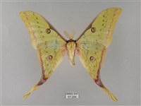 臺灣長尾水青蛾藏品圖，第1張