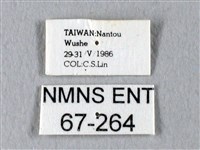 臺灣長尾水青蛾藏品圖，第3張