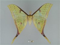 臺灣長尾水青蛾藏品圖，第1張