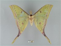 臺灣長尾水青蛾藏品圖，第2張