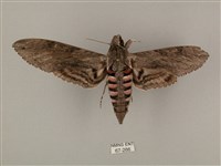 蝦殼天蛾藏品圖，第1張