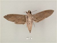 蝦殼天蛾藏品圖，第2張