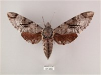 粗斜紋天蛾藏品圖，第1張