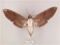 粗斜紋天蛾藏品圖，第2張