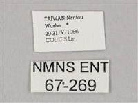 粗斜紋天蛾藏品圖，第3張