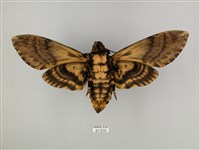 鬼臉天蛾藏品圖，第2張