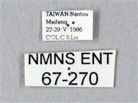 鬼臉天蛾藏品圖，第3張