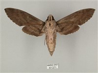 蝦殼天蛾藏品圖，第2張