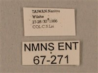 蝦殼天蛾藏品圖，第3張