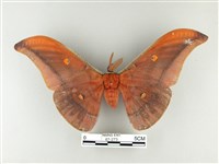 紅目天蠶蛾藏品圖，第1張