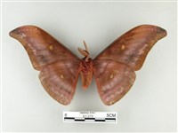 紅目天蠶蛾藏品圖，第2張