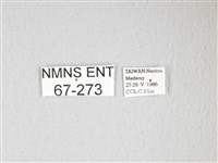 紅目天蠶蛾藏品圖，第3張